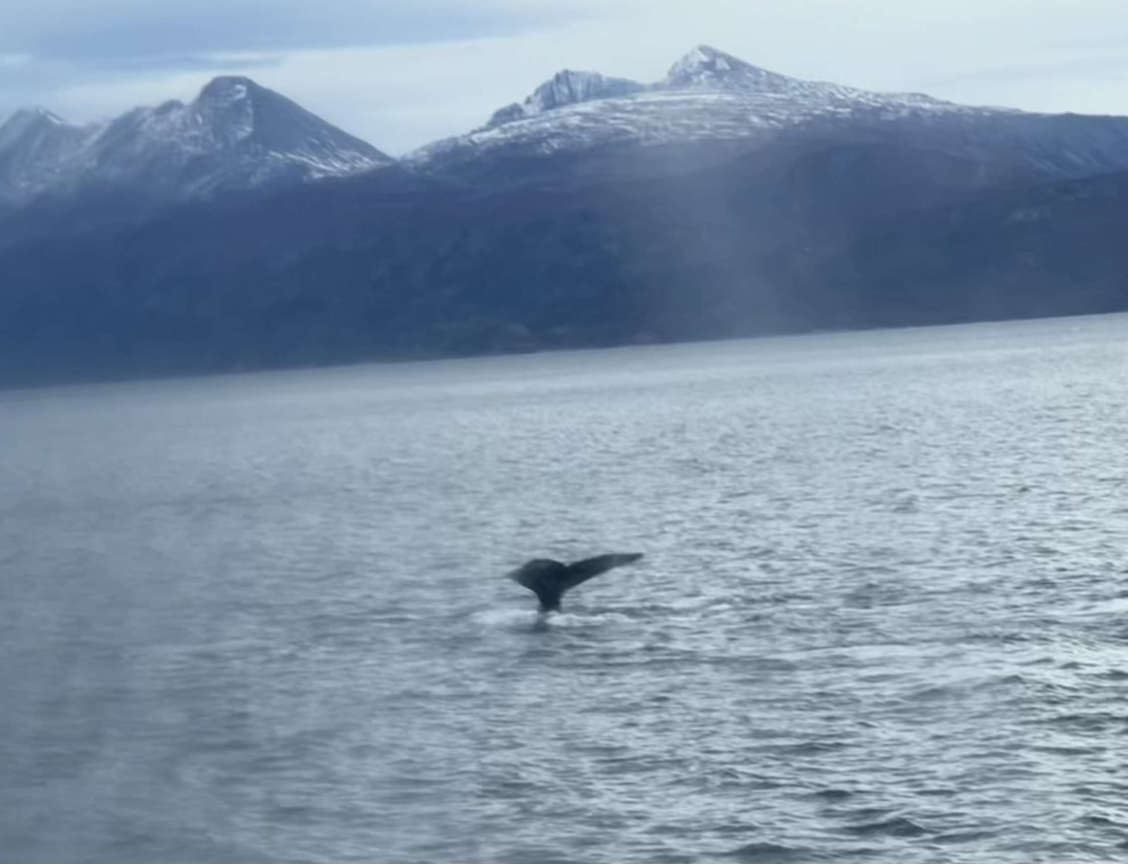 Ushuaia End of the World - Where to See Whales in Argentina